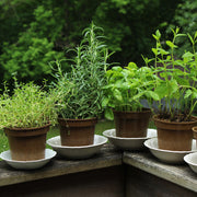 Herb, 4